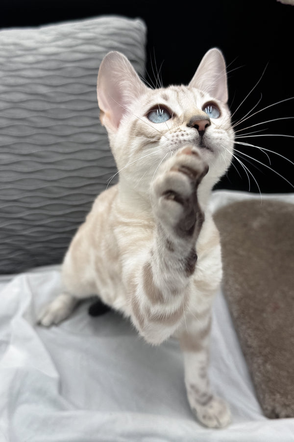 Diamond | Bengal Kitten