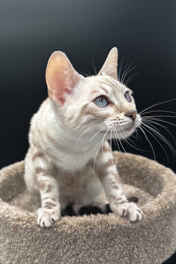 Diamond | Bengal Kitten