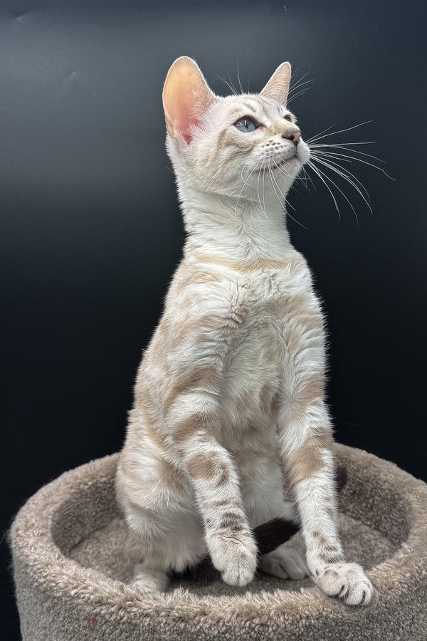 Diamond | Bengal Kitten