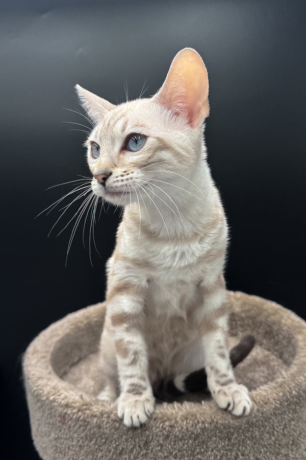 Diamond | Bengal Kitten