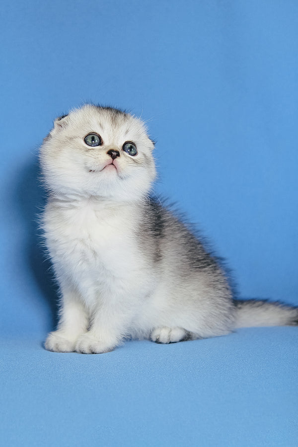 Diego | Scottish Fold Kitten