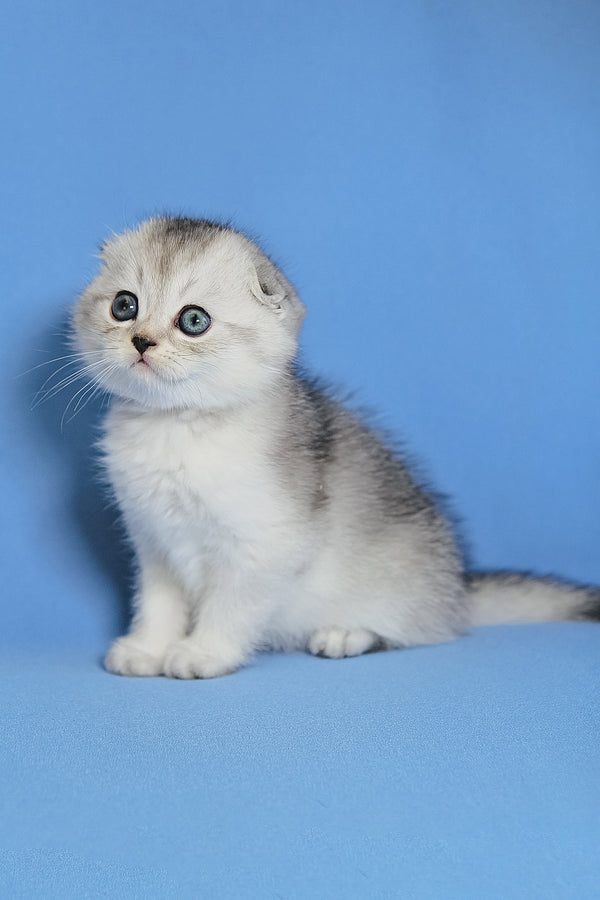 Diego | Scottish Fold Kitten