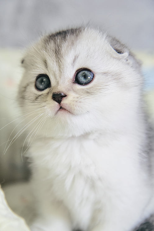 Diego | Scottish Fold Kitten