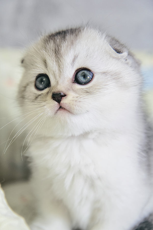 Diego | Scottish Fold Kitten