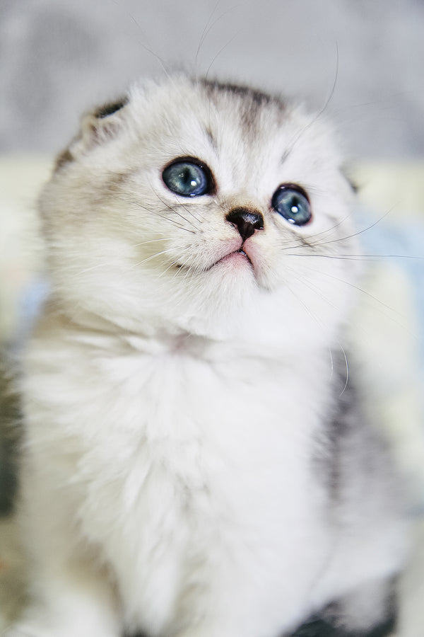 Diego | Scottish Fold Kitten