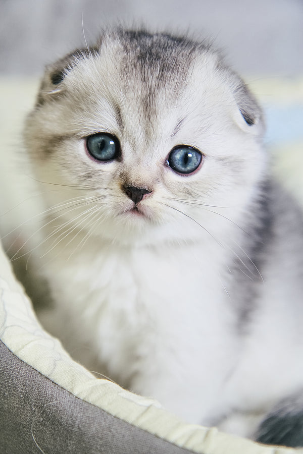 Diego | Scottish Fold Kitten