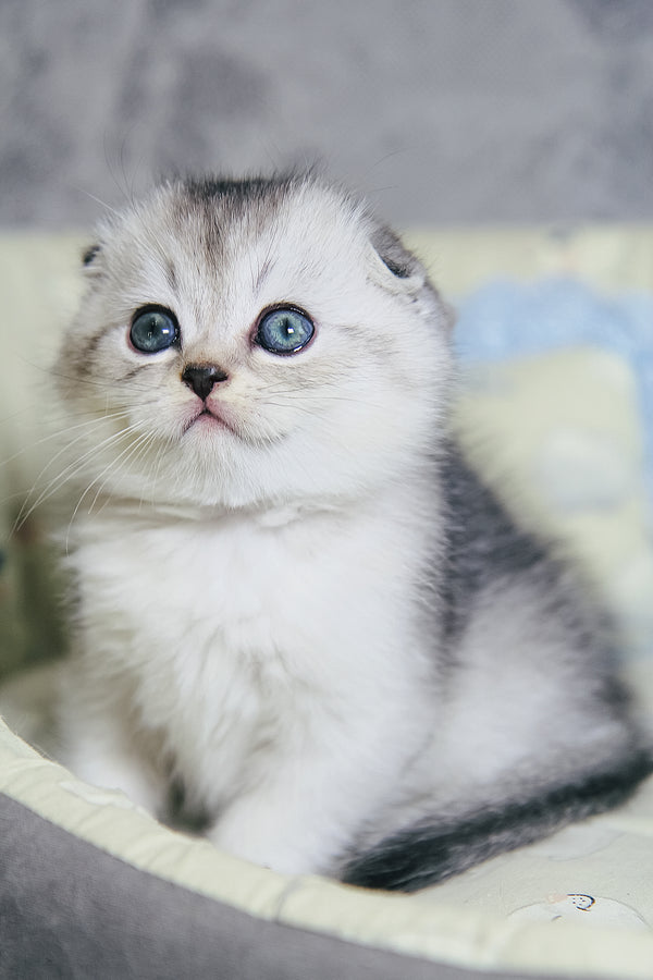 Diego | Scottish Fold Kitten