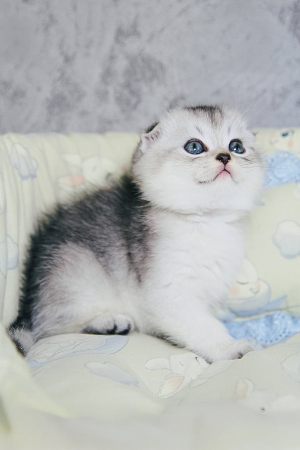 Diego | Scottish Fold Kitten