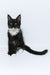 Diego | Maine Coon Kitten