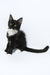 Diego | Maine Coon Kitten