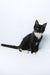 Diego | Maine Coon Kitten