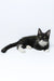 Diego | Maine Coon Kitten