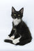 Diego | Maine Coon Kitten