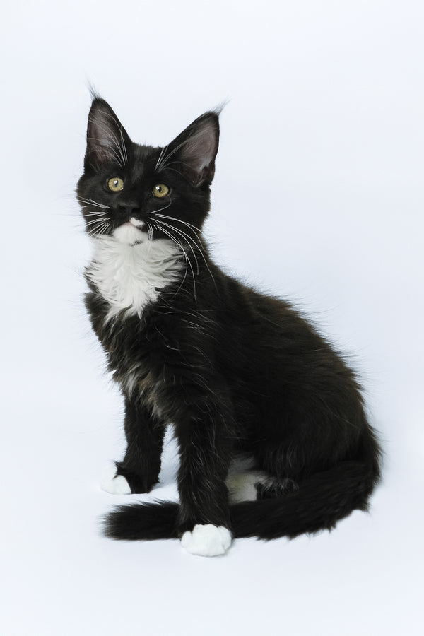 Diego | Maine Coon Kitten