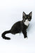 Diego | Maine Coon Kitten