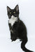 Diego | Maine Coon Kitten