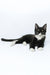 Diego | Maine Coon Kitten