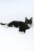 Diego | Maine Coon Kitten