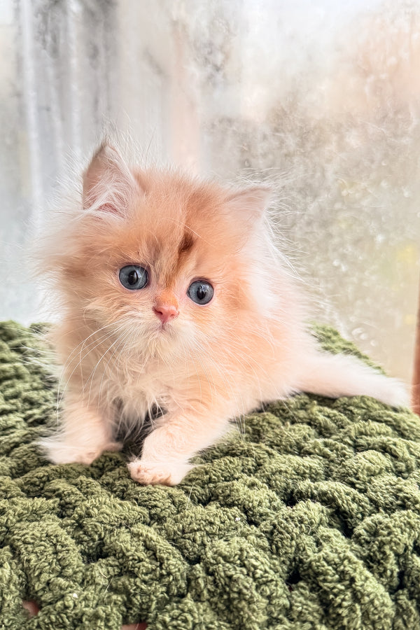 Diesel | British Longhair Kitten