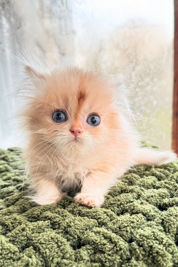 Diesel | British Longhair Kitten