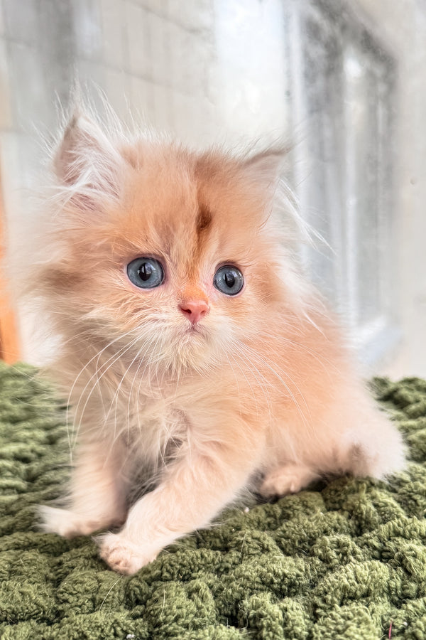 Diesel | British Longhair Kitten