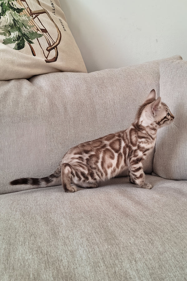 Diesel | Bengal Kitten