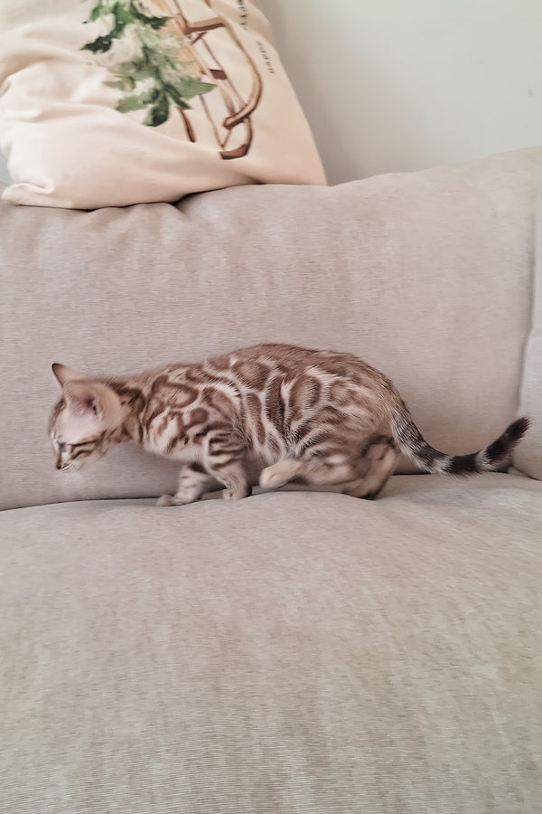 Diesel | Bengal Kitten