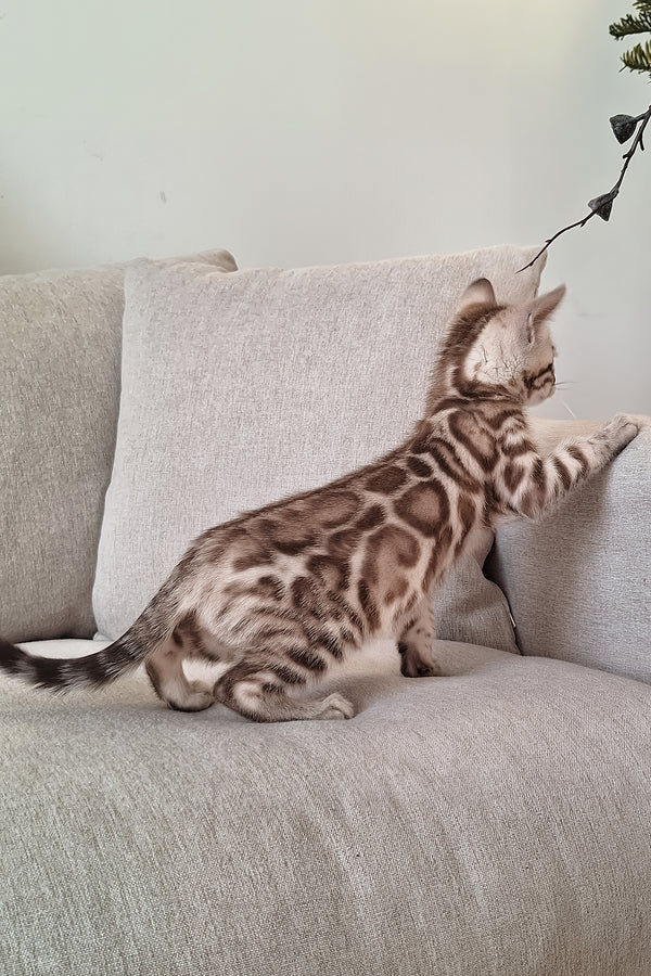 Diesel | Bengal Kitten