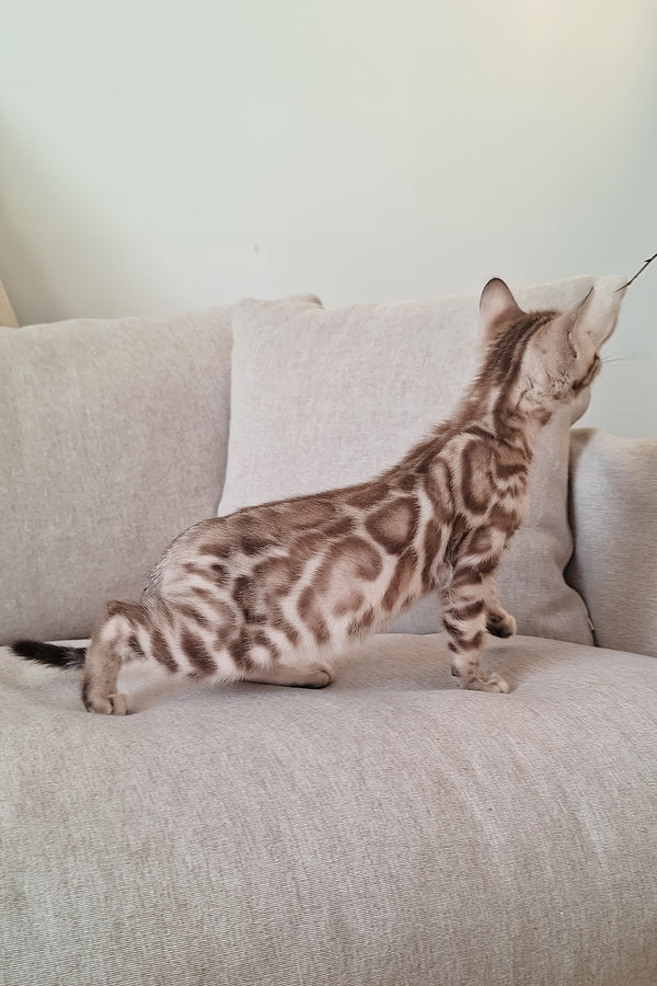 Diesel | Bengal Kitten
