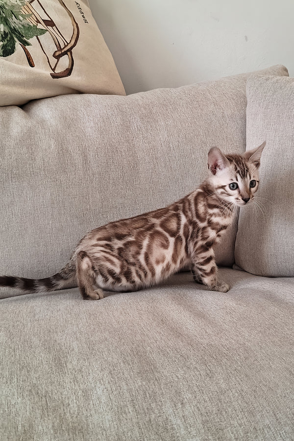 Diesel | Bengal Kitten
