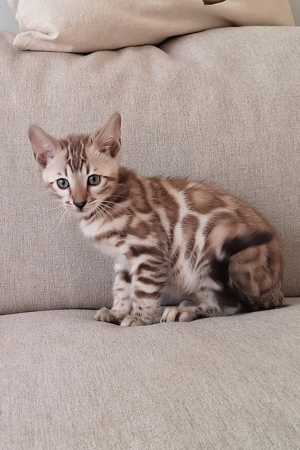 Diesel | Bengal Kitten