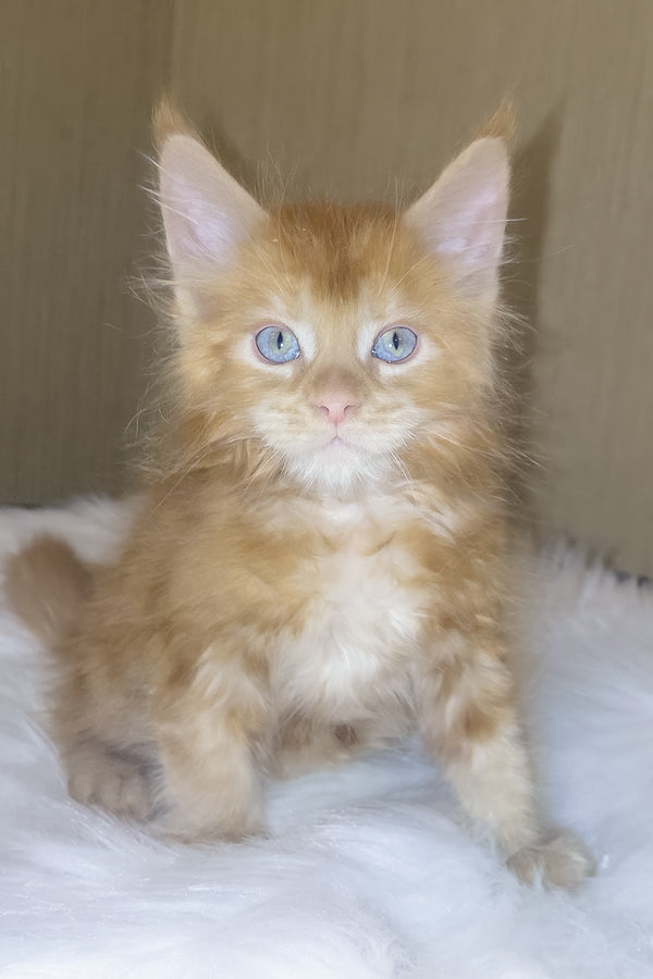 Dieselio | Maine Coon Kitten