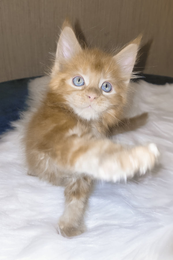 Dieselio | Maine Coon Kitten