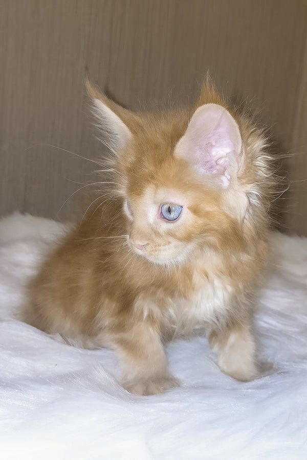 Dieselio | Maine Coon Kitten