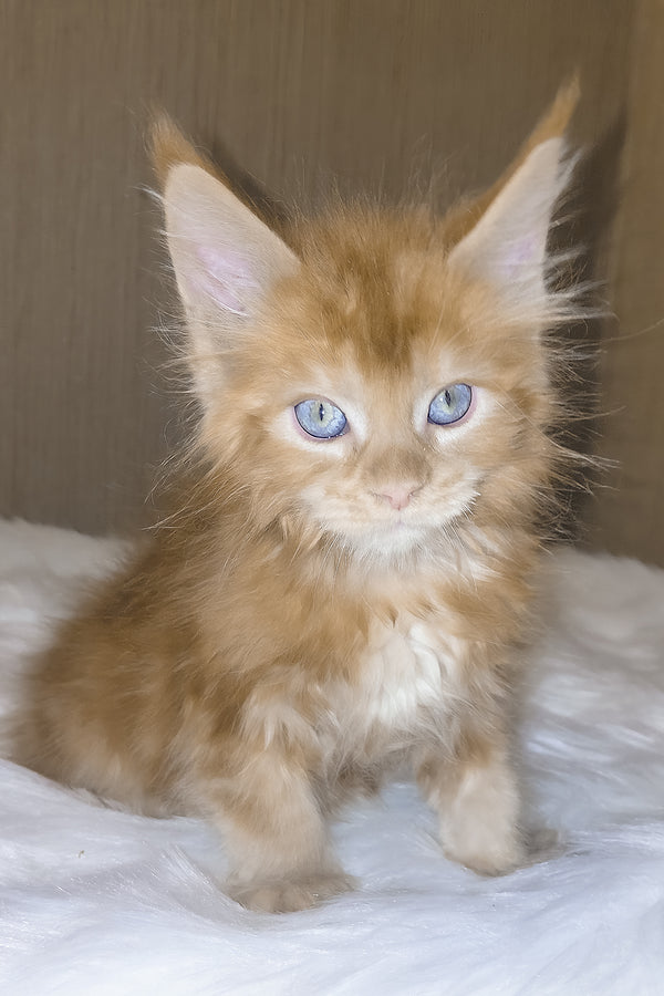Dieselio | Maine Coon Kitten