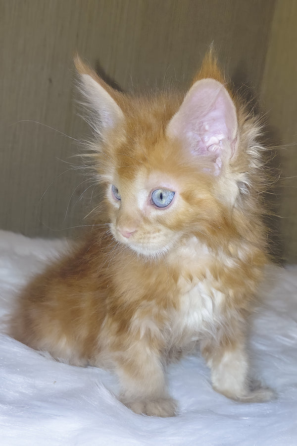Dieselio | Maine Coon Kitten