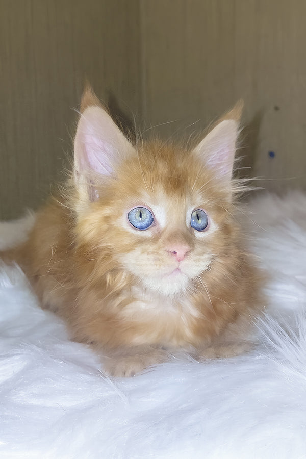 Dieselio | Maine Coon Kitten