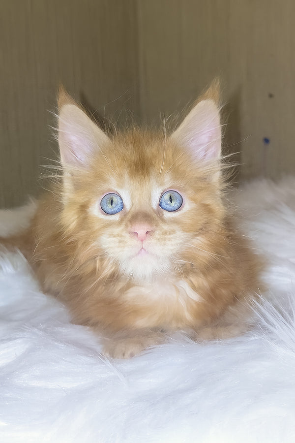 Dieselio | Maine Coon Kitten