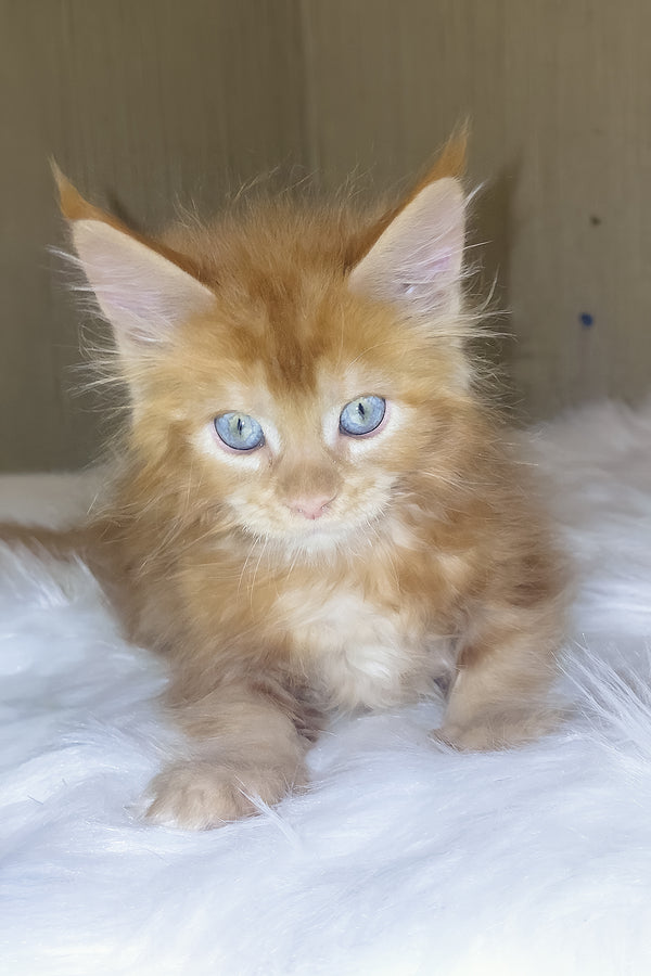Dieselio | Maine Coon Kitten