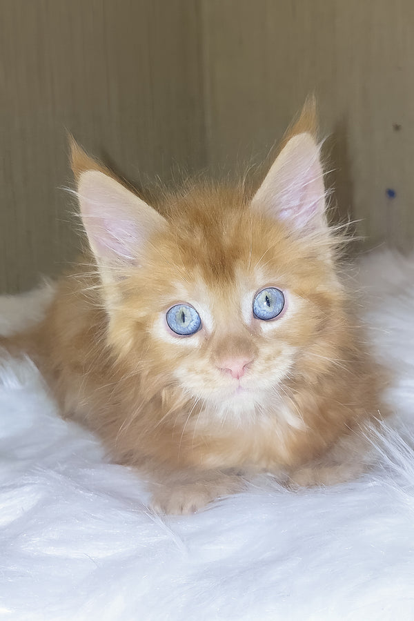 Dieselio | Maine Coon Kitten