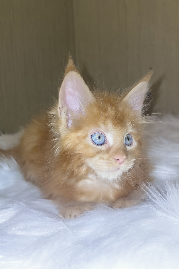 Dieselio | Maine Coon Kitten