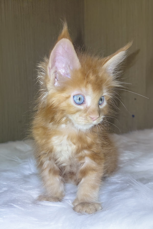 Dieselio | Maine Coon Kitten