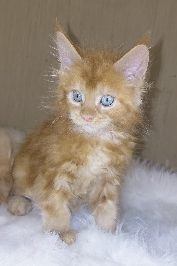 Dieselio | Maine Coon Kitten