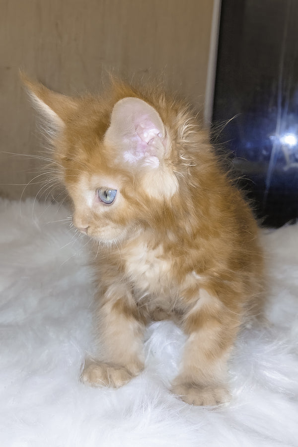 Dieselio | Maine Coon Kitten
