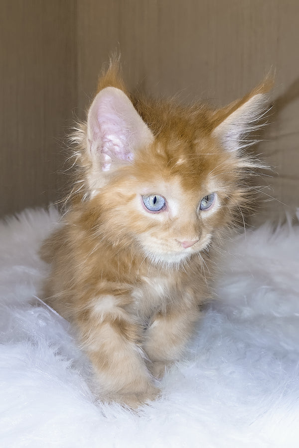 Dieselio | Maine Coon Kitten