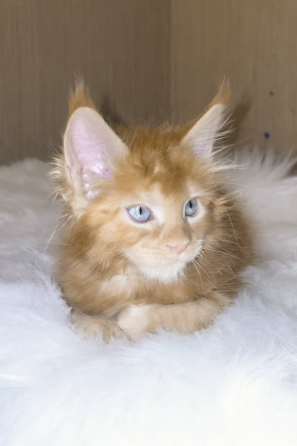 Dieselio | Maine Coon Kitten