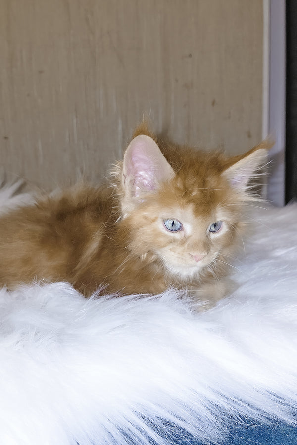 Dieselio | Maine Coon Kitten