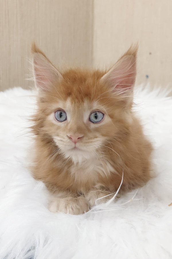 Dieselio | Maine Coon Kitten