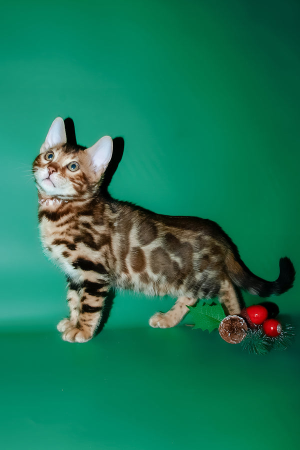 Dik | Bengal Kitten