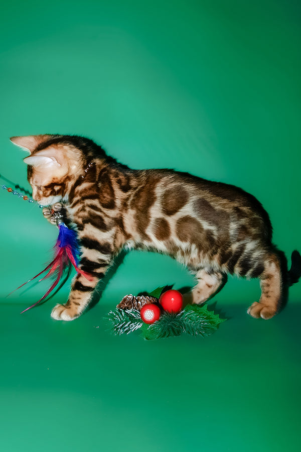 Dik | Bengal Kitten